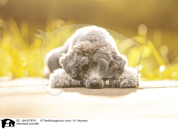 Kleinpudel / standard poodle / AH-07974