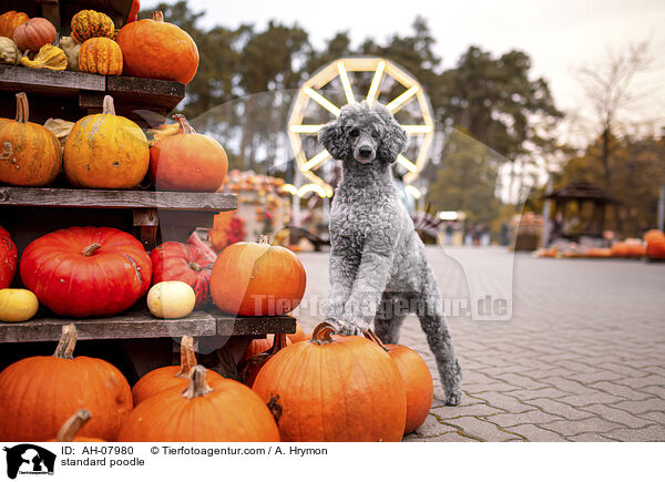 Kleinpudel / standard poodle / AH-07980