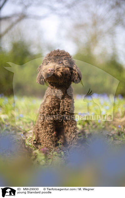 junger Kleinpudel / young Standard poodle / MW-29930