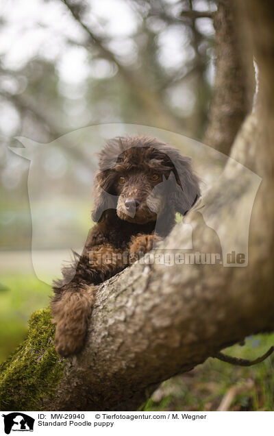 Kleinpudel Welpe / Standard Poodle puppy / MW-29940