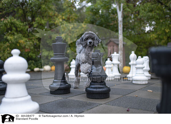 Kleinpudel / Standard Poodle / AH-08477