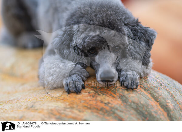 Kleinpudel / Standard Poodle / AH-08478