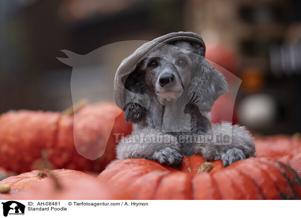 Kleinpudel / Standard Poodle / AH-08481