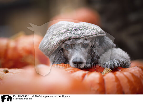 Kleinpudel / Standard Poodle / AH-08482