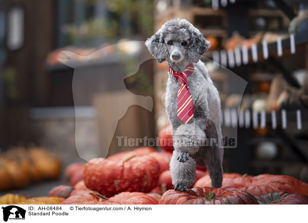 Kleinpudel / Standard Poodle / AH-08484