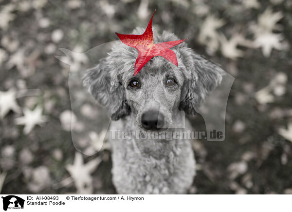 Kleinpudel / Standard Poodle / AH-08493