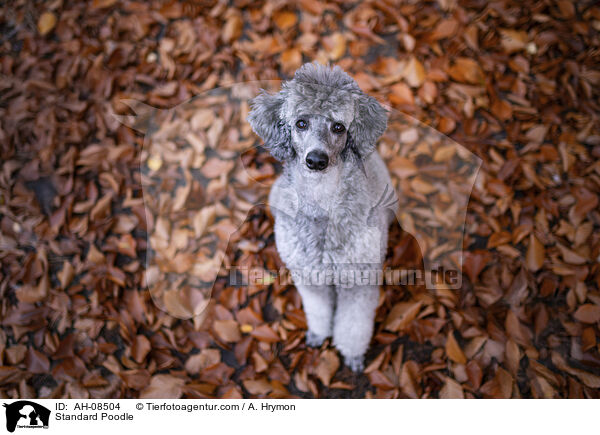 Kleinpudel / Standard Poodle / AH-08504