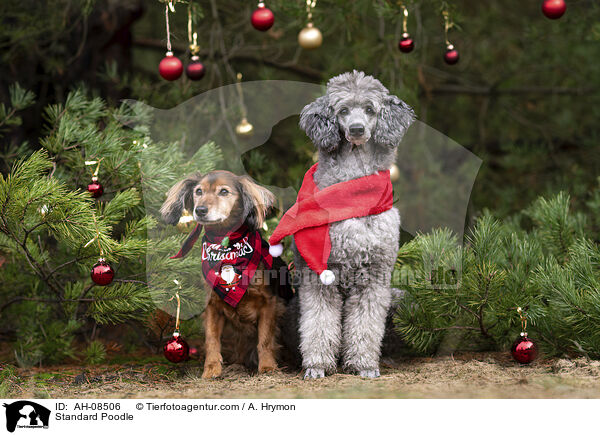 Kleinpudel / Standard Poodle / AH-08506