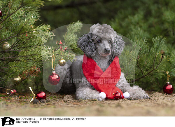 Kleinpudel / Standard Poodle / AH-08512