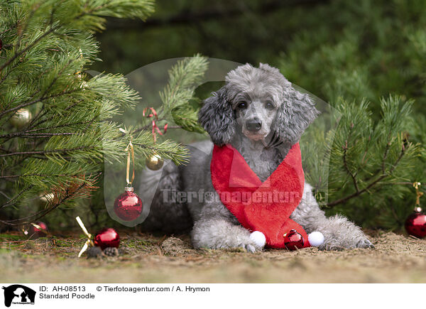 Kleinpudel / Standard Poodle / AH-08513