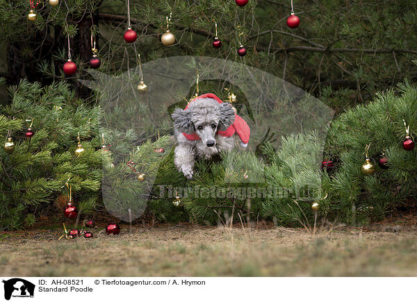 Kleinpudel / Standard Poodle / AH-08521