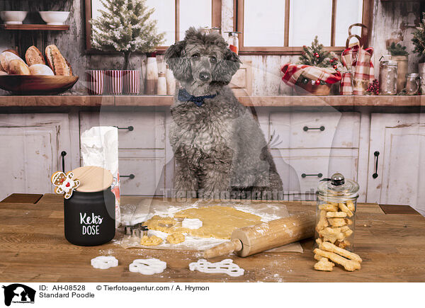 Kleinpudel / Standard Poodle / AH-08528