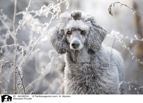 Kleinpudel / Standard Poodle / AH-08534