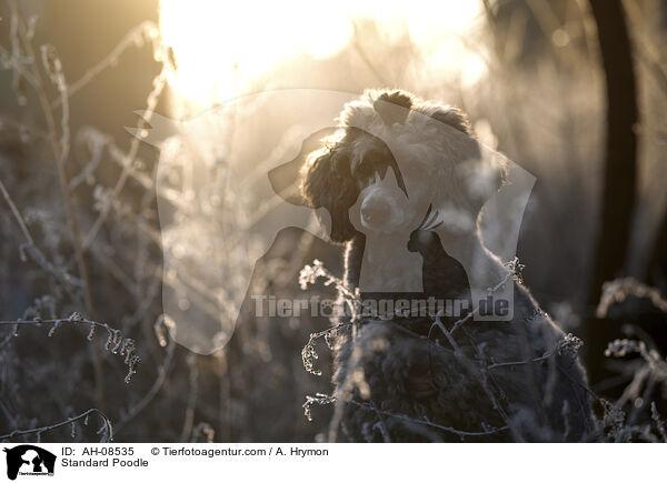 Kleinpudel / Standard Poodle / AH-08535