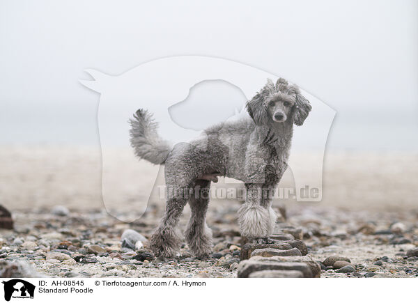 Kleinpudel / Standard Poodle / AH-08545