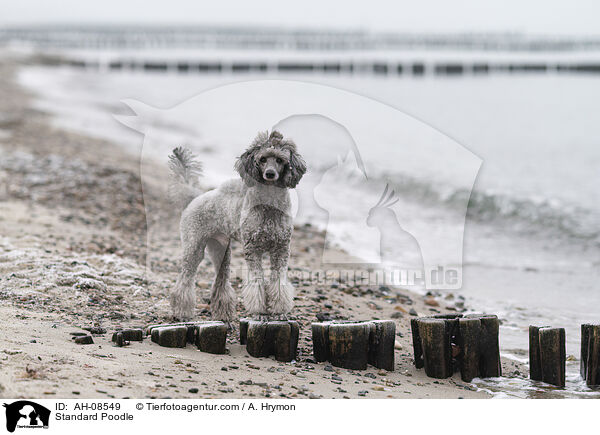 Kleinpudel / Standard Poodle / AH-08549