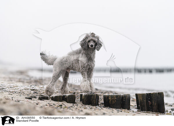 Kleinpudel / Standard Poodle / AH-08550