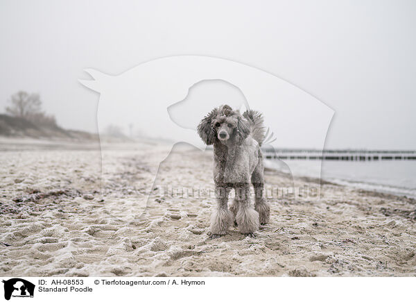 Kleinpudel / Standard Poodle / AH-08553