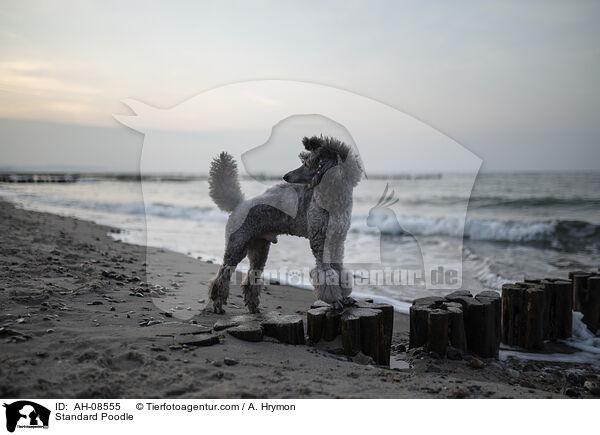 Kleinpudel / Standard Poodle / AH-08555