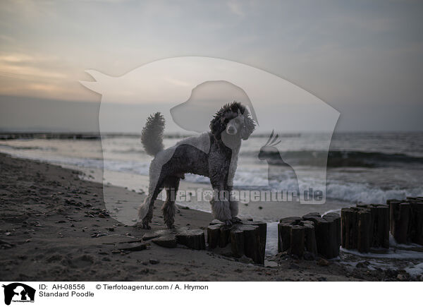 Kleinpudel / Standard Poodle / AH-08556