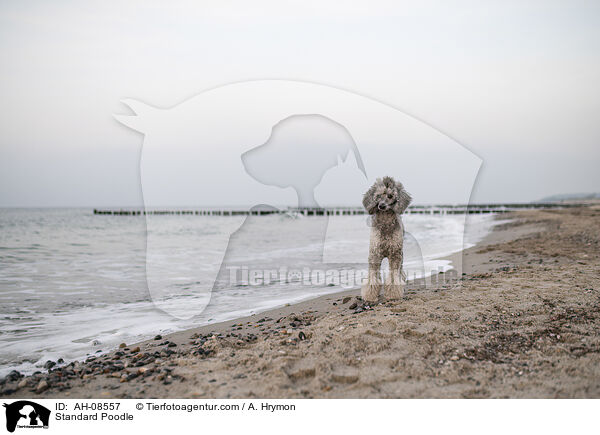 Kleinpudel / Standard Poodle / AH-08557