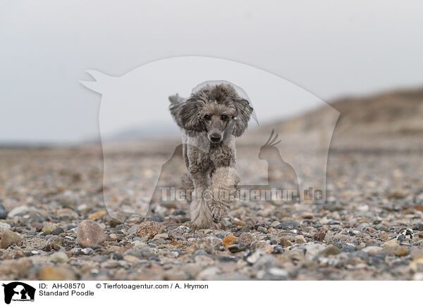 Kleinpudel / Standard Poodle / AH-08570