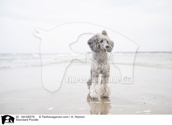 Kleinpudel / Standard Poodle / AH-08579