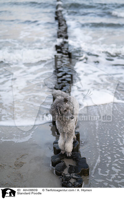 Kleinpudel / Standard Poodle / AH-08609