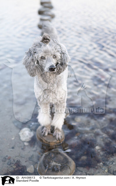 Kleinpudel / Standard Poodle / AH-08613