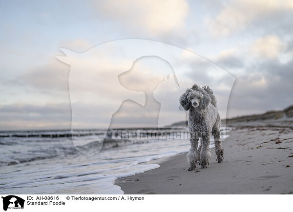 Kleinpudel / Standard Poodle / AH-08616