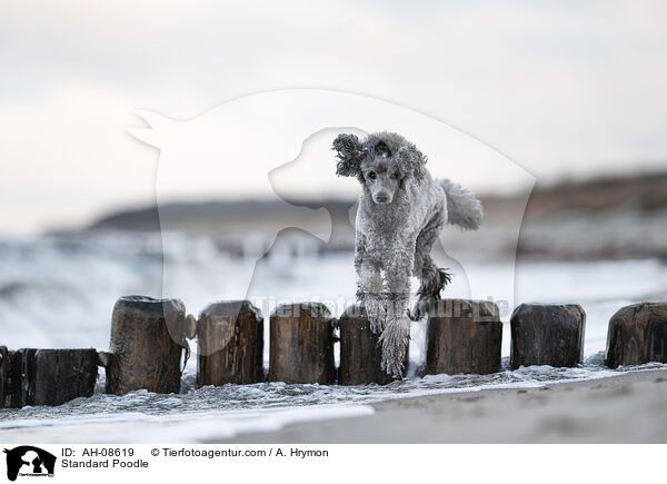 Kleinpudel / Standard Poodle / AH-08619