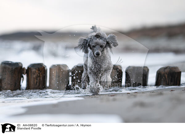 Kleinpudel / Standard Poodle / AH-08620