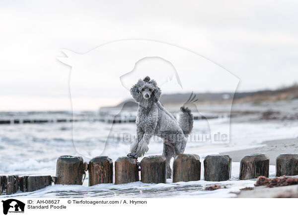 Kleinpudel / Standard Poodle / AH-08627