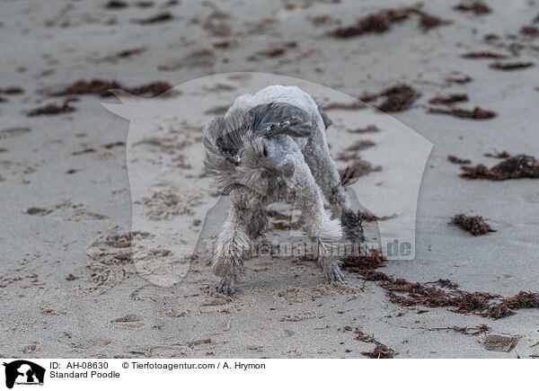 Kleinpudel / Standard Poodle / AH-08630