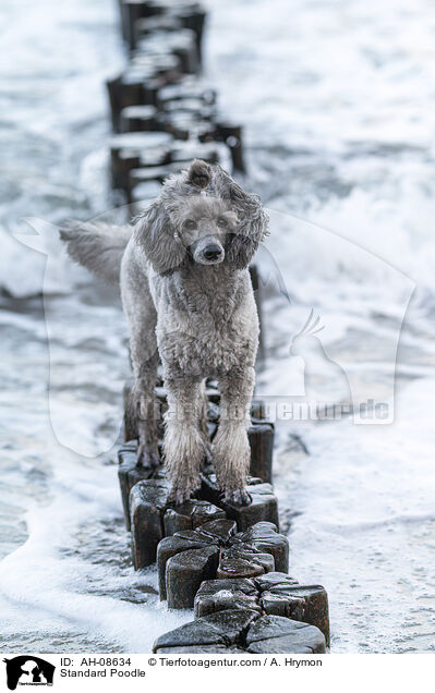 Kleinpudel / Standard Poodle / AH-08634