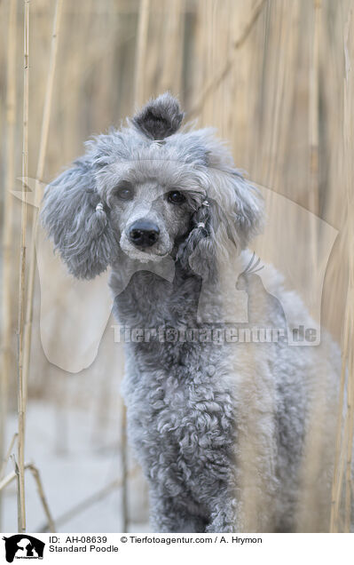 Kleinpudel / Standard Poodle / AH-08639