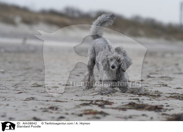 Kleinpudel / Standard Poodle / AH-08642