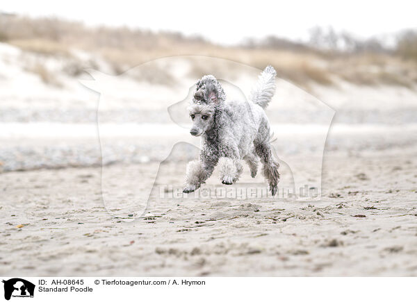 Kleinpudel / Standard Poodle / AH-08645