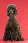 sitting poodle