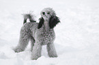 silver poodle in snow