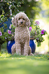 sitting Standard Poodle