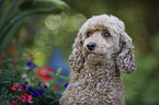 Standard Poodle portrait