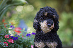 Standard Poodle portrait