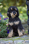 sitting Standard Poodle