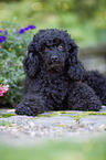 lying Standard Poodle