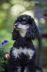 Standard Poodle portrait