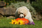 Standard Poodle Puppy