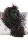 lying Standard Poodle