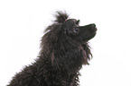 Standard Poodle Portrait