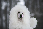 Standard Poodle Portrait